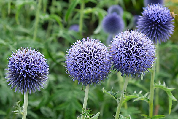 Echinops Flower seeds for Planting Premium Quality Heirloom & GMO Free Seeds for Home Garden