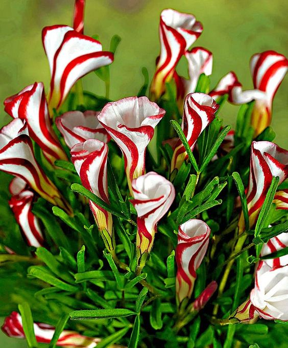 Candy Cane Sorrel Flower seeds for Planting - Compact Growth, Heirloom & GMO Free Seeds for Home Garden