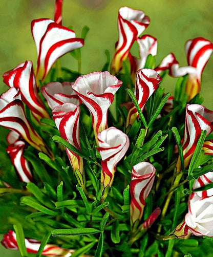 Candy Cane Sorrel Flower seeds for Planting - Compact Growth, Heirloom & GMO Free Seeds for Home Garden
