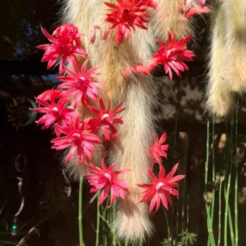Premium Hildewintera Colademononis Monkey Tail Cactus Cactus Flower seeds for Planting Bright Blooms, Heirloom & GMO Free Seeds for Home Garden seeds