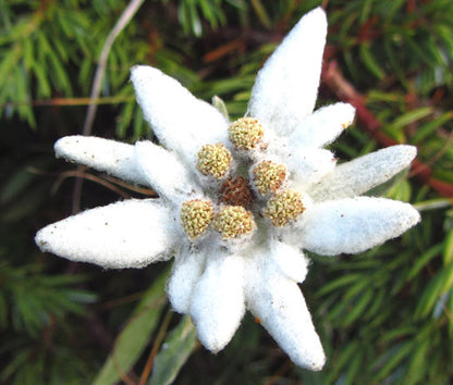 White Edelweiss Flower Seeds for Planting Alpine Gardens