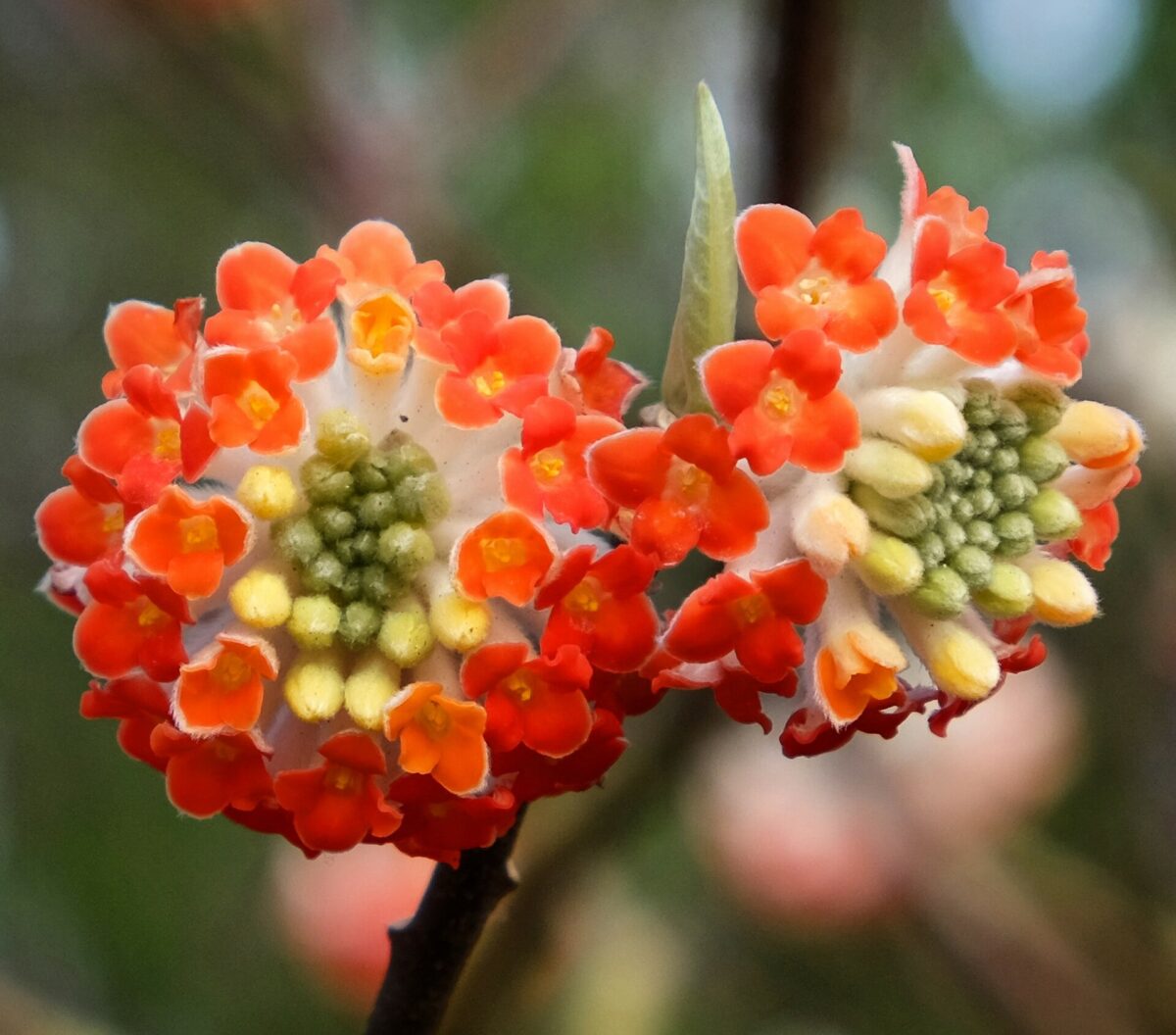 High quality Red Edgeworthia Flower seeds for Planting Easy to Grow, Heirloom & GMO Free Seeds for Home Garden seeds pack