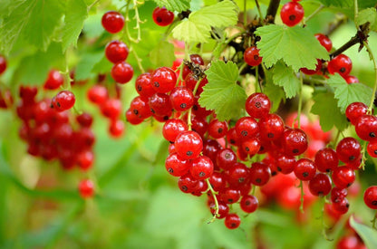 Edible Currant Seeds – Ribes cereum Red Wax Non-GMO Fruit Shrub