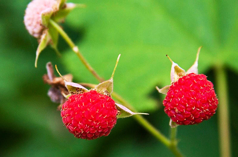 Edible Thimbleberry Seeds – Non-GMO Red Fruit Shrub Rubus parviflorus