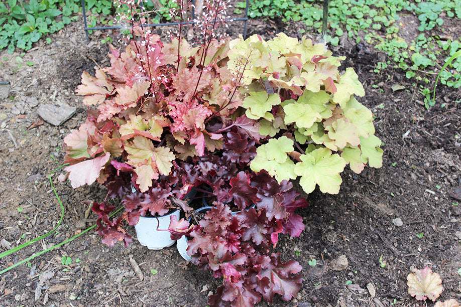 Heuchera Versatile Foliage Superstars Flower seeds for Planting Drought Tolerant Heirloom & GMO Free Seeds for Home Garden