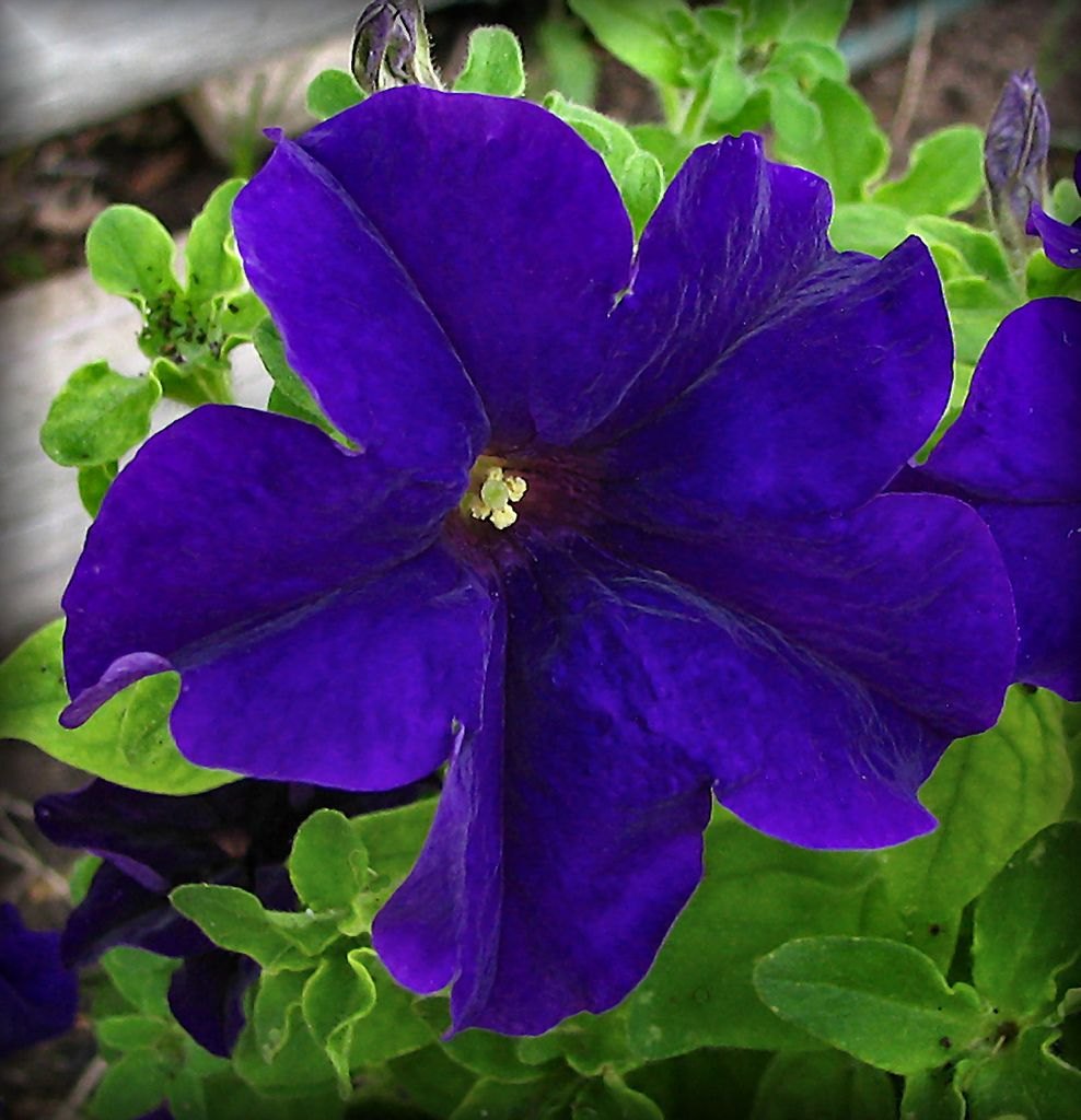 Premium Blue Petunia Flower seeds for Planting Vibrant Colors, Heirloom & GMO Free Seeds for Home Garden seeds