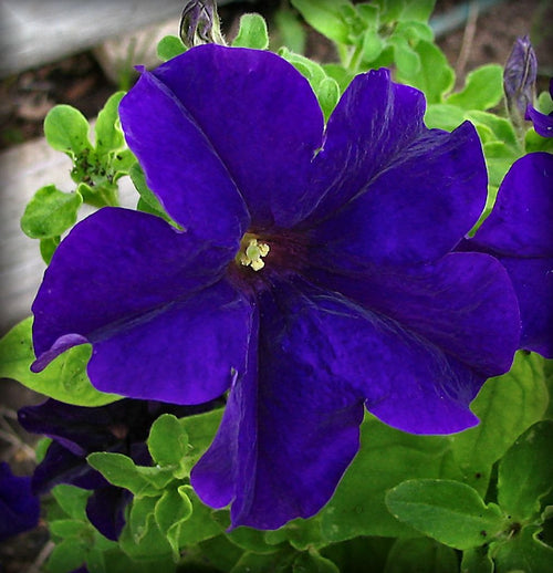 Premium Blue Petunia Flower seeds for Planting Vibrant Colors, Heirloom & GMO Free Seeds for Home Garden seeds