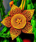 Stapelia Variegata Flower seeds for Planting Garden Favorite, Heirloom & GMO Free Seeds for Home Garden seeds for planting