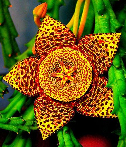 Stapelia Variegata Flower seeds for Planting Garden Favorite, Heirloom & GMO Free Seeds for Home Garden seeds for planting