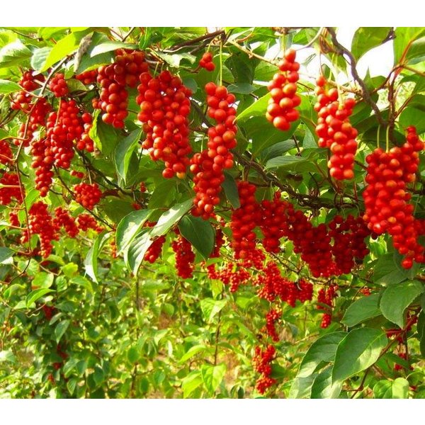 Schisandra (Schisandra chinensis) Seeds - Wu-wei-zi