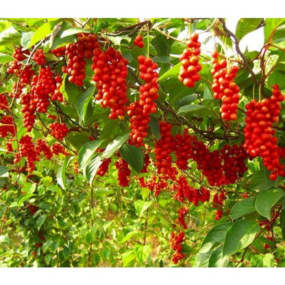 Schisandra (Schisandra chinensis) Seeds - Wu-wei-zi