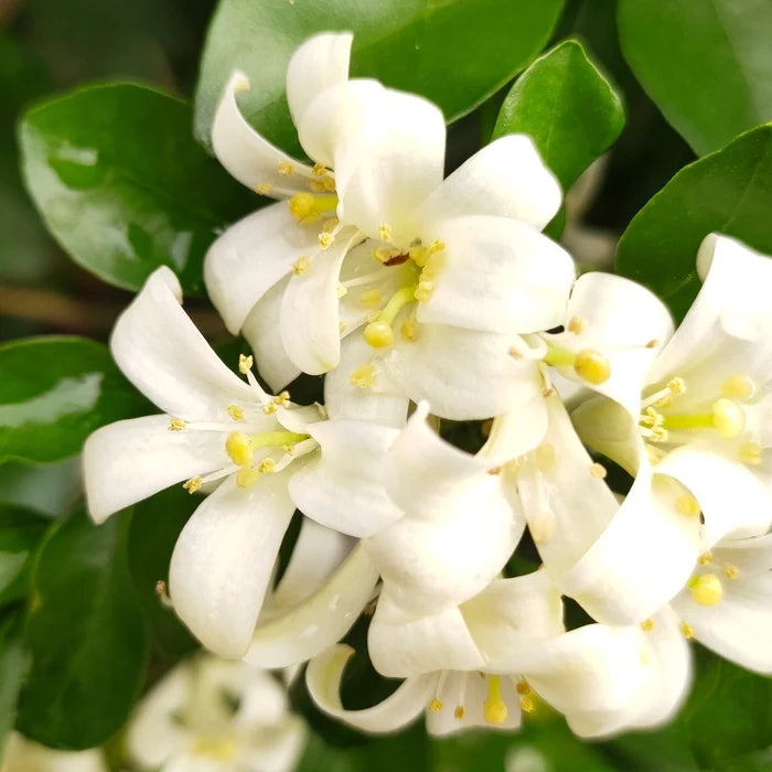 Premium White Murraya Flower seeds for Planting Hardy Variety, Heirloom & GMO Free Seeds for Home Garden seeds