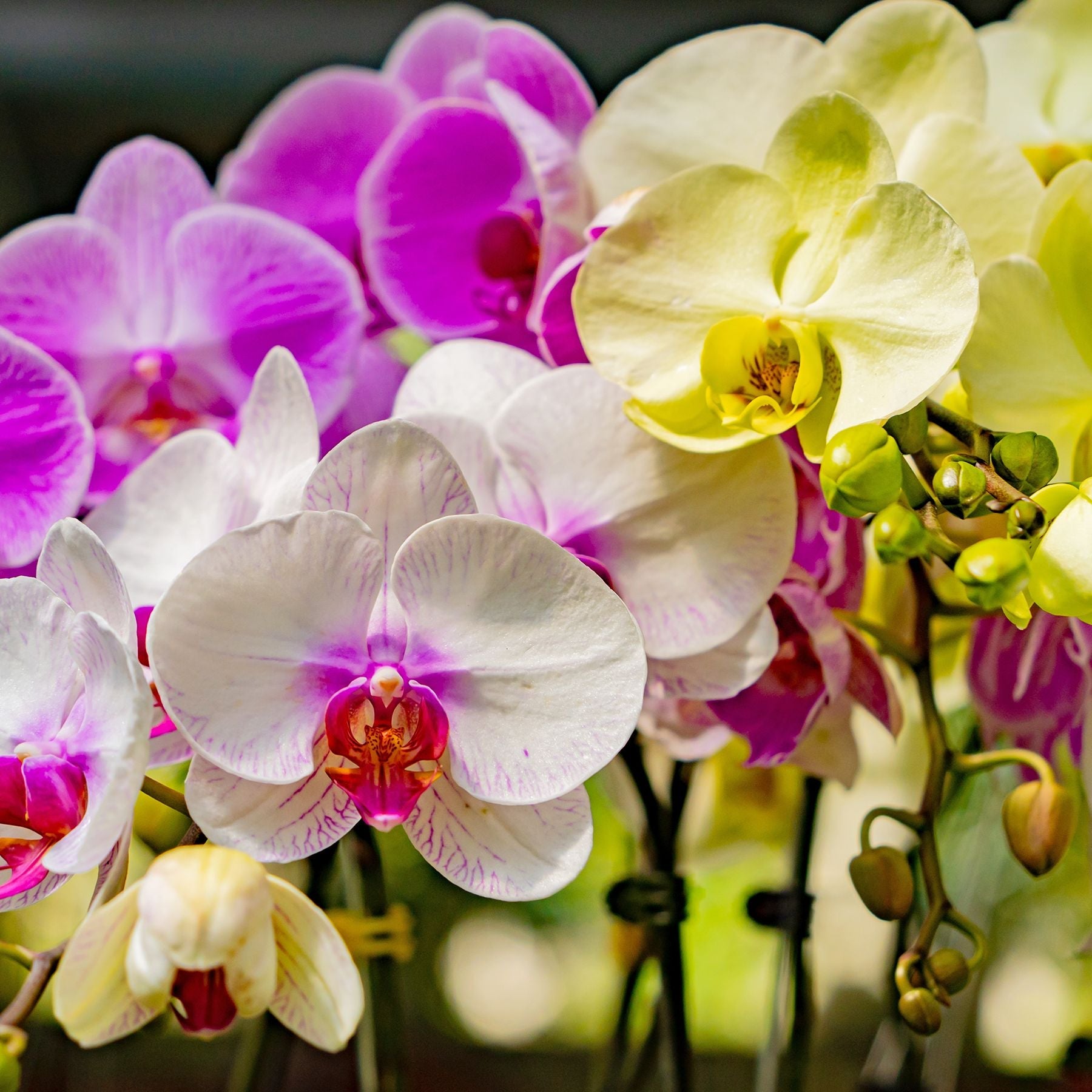Premium Mixed Doritaenopsis Orchid Flower seeds for Planting Drought Tolerant, Heirloom & GMO Free Seeds for Home Garden seeds