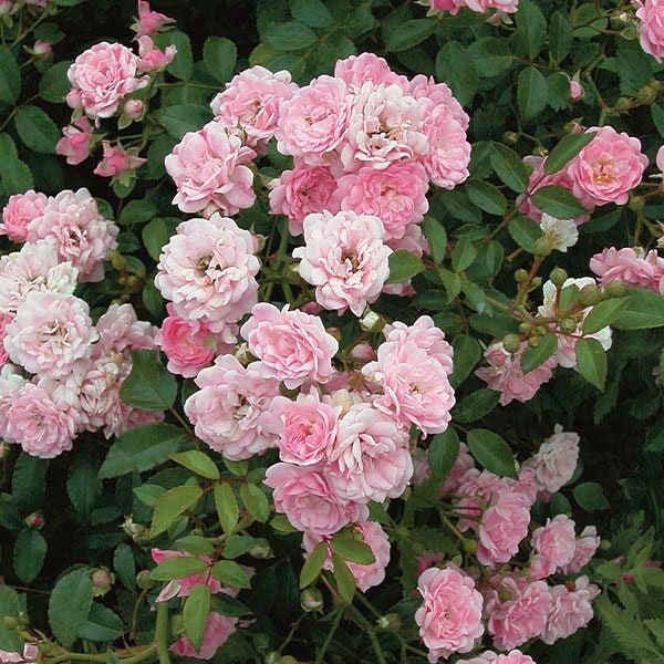 Premium Pink Polyantha Flower seeds for Planting Easy to Grow, Heirloom & GMO Free Seeds for Home Garden seeds