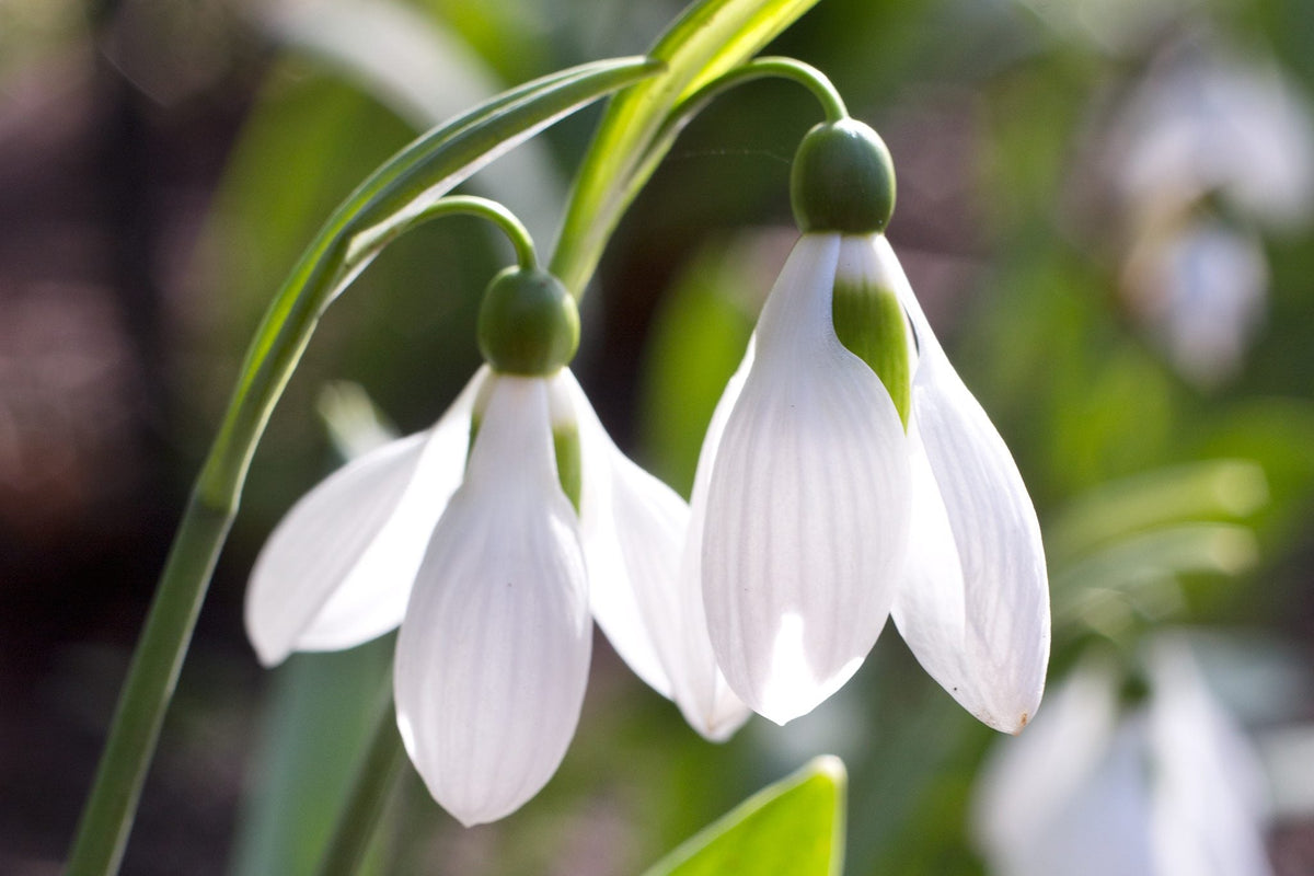 Snowdrop Flower seeds for Planting Compact Growth Heirloom & GMO Free Seeds for Home Garden