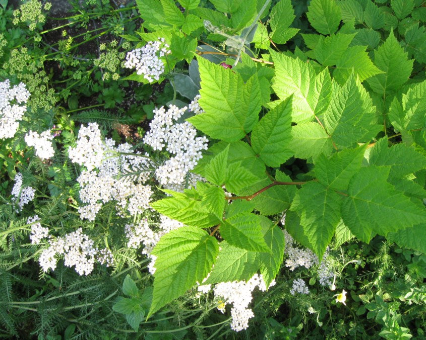 Eiche Flower seeds for Planting Shade Tolerant, Heirloom & GMO Free Seeds for Home Garden seeds for planting