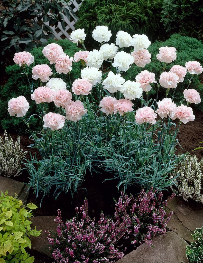 Carnation Dianthus Flower seeds for Planting, Cottage Garden Essential Heirloom & GMO Free Seeds for Home Garden