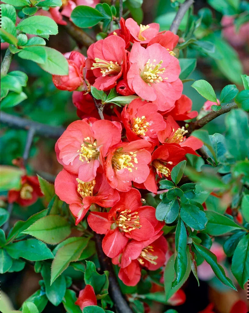 Pink Chaenomeles Flower seeds for Planting Long Bloom Season, Heirloom & GMO Free Seeds for Home Garden vegetable and garden seeds