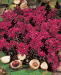 Sedum Spurium Flower seeds for Planting Easy to Grow, Heirloom & GMO Free Seeds for Home Garden seeds for planting