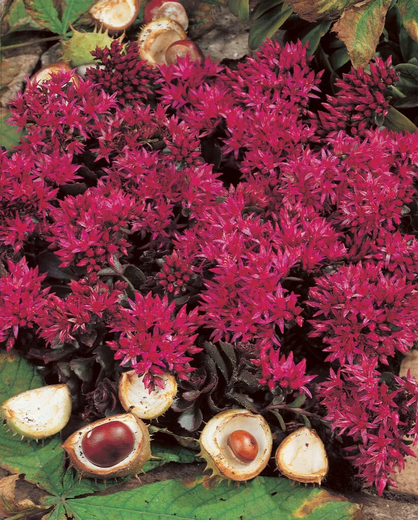 Sedum Spurium Flower seeds for Planting Easy to Grow, Heirloom & GMO Free Seeds for Home Garden seeds for planting