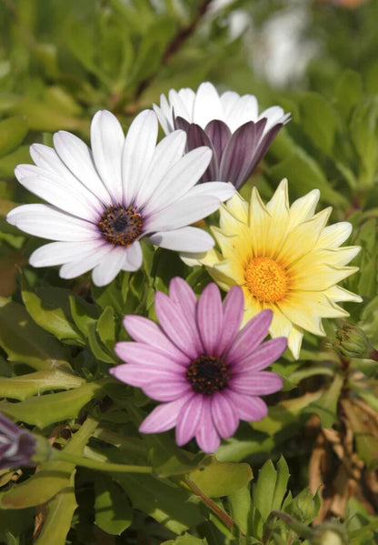 Dimorphotheca Flower seeds for Planting Shade Tolerant Heirloom & GMO Free Seeds for Home Garden