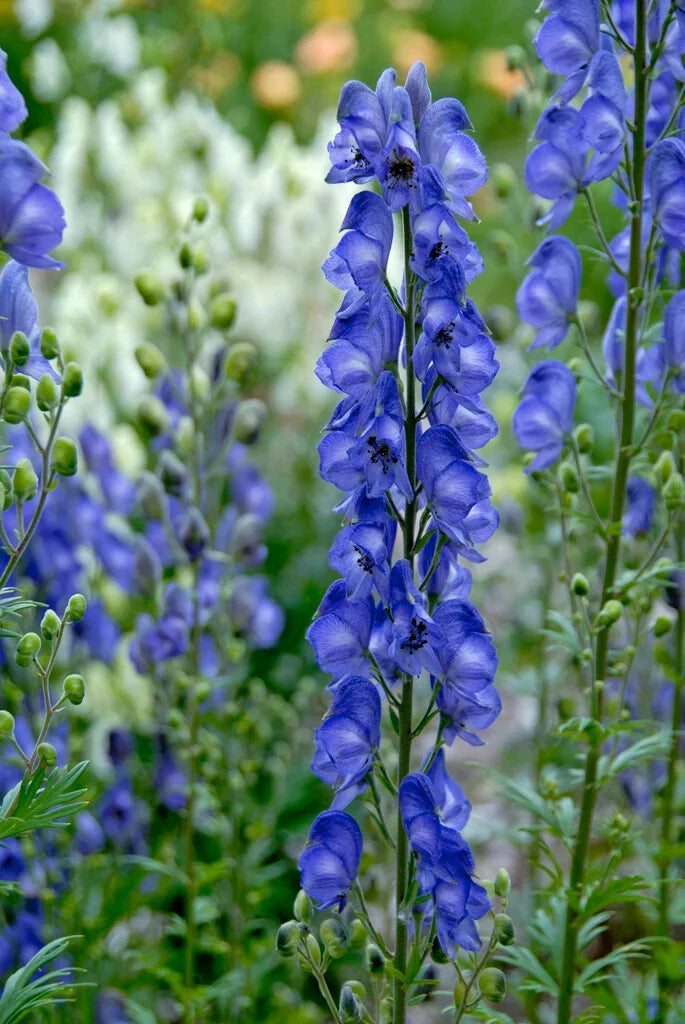 Blue Aconitum Napellus Flower seeds for Planting Premium Quality, Heirloom & GMO Free Seeds for Home Garden vegetable and garden seeds