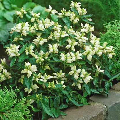 Chelone Glabra Flower seeds for Planting Cottage Garden Essential Heirloom & GMO Free Seeds for Home Garden 
 
 Sale