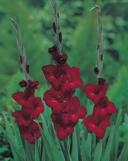 Gladiolus Bulbs Flower seeds for Planting Low Maintenance Heirloom & GMO Free Seeds for Home Garden