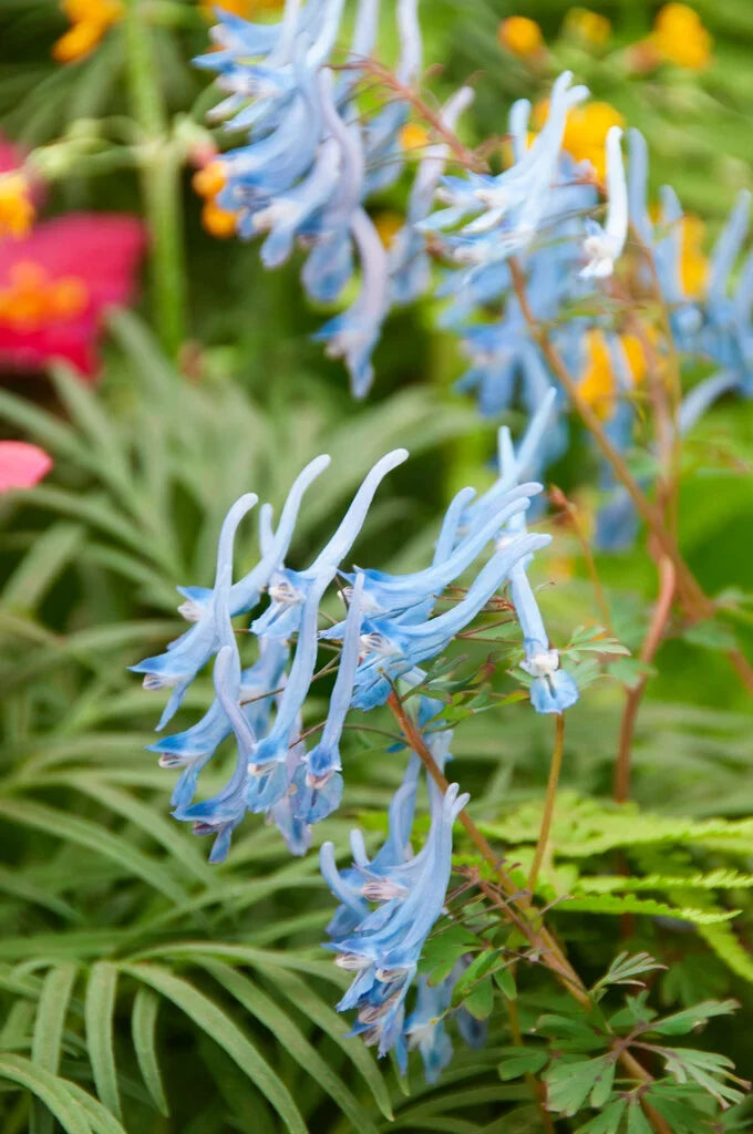 Blue Swan Flower seeds for Planting Compact Growth, Heirloom & GMO Free Seeds for Home Garden seeds for planting