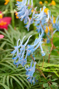 Blue Swan Flower seeds for Planting Compact Growth, Heirloom & GMO Free Seeds for Home Garden seeds for planting