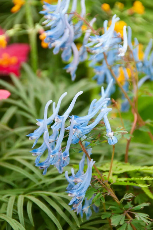 Blue Swan Flower seeds for Planting Compact Growth, Heirloom & GMO Free Seeds for Home Garden seeds for planting