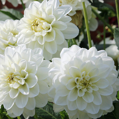 Elegant White Dahlia Blooms Close-up