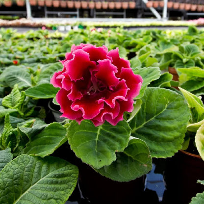 Elegant Pink Gloxinia Blooms Close-up