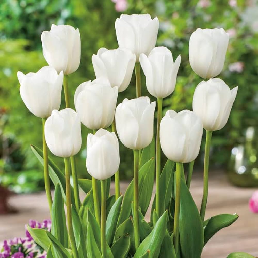 Elegant White and Green Tulip Flowers in Full Bloom