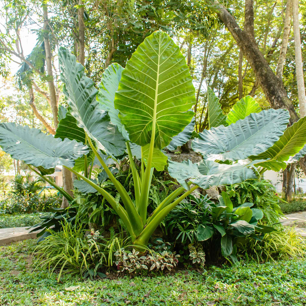 Elephant's Ear Flower seeds for Planting Long Bloom Season, Heirloom & GMO Free Seeds for Home Garden vegetable and garden seeds
