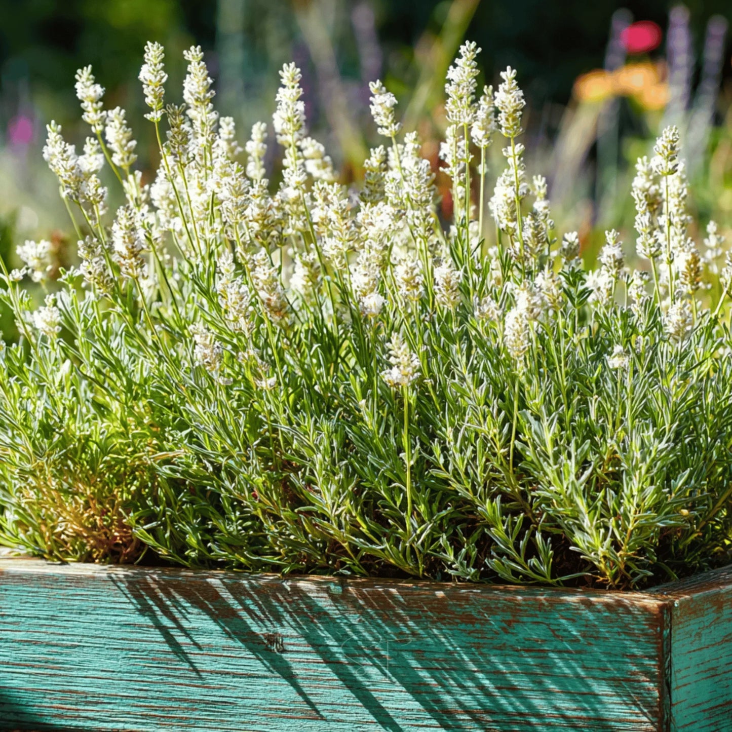 Ellagance Flower seeds for Planting Wildflower Mix Heirloom & GMO Free Seeds for Home Garden
