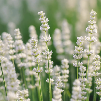 White Lavender Ellagance Flower seeds for Planting - Premium Quality, Heirloom & GMO Free Seeds for Home Garden