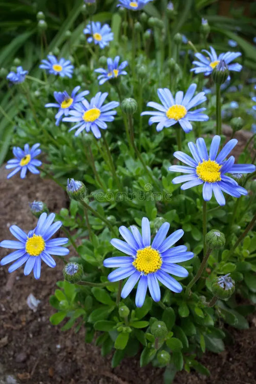 Premium Blue Felicia Amelloides Flower seeds for Planting Sun Loving, Heirloom & GMO Free Seeds for Home Garden seeds