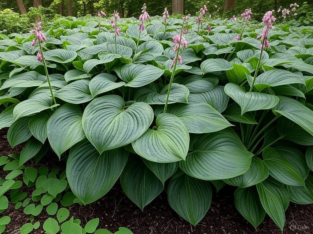 Hosta Perennial Flower seeds for Planting Premium Quality Heirloom & GMO Free Seeds for Home Garden