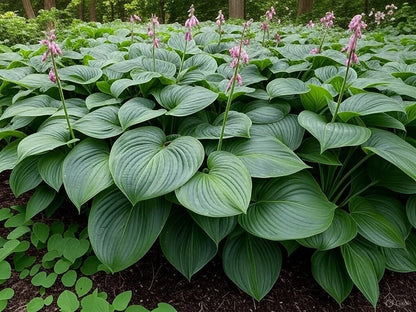 Hosta Perennial Flower seeds for Planting Premium Quality Heirloom & GMO Free Seeds for Home Garden