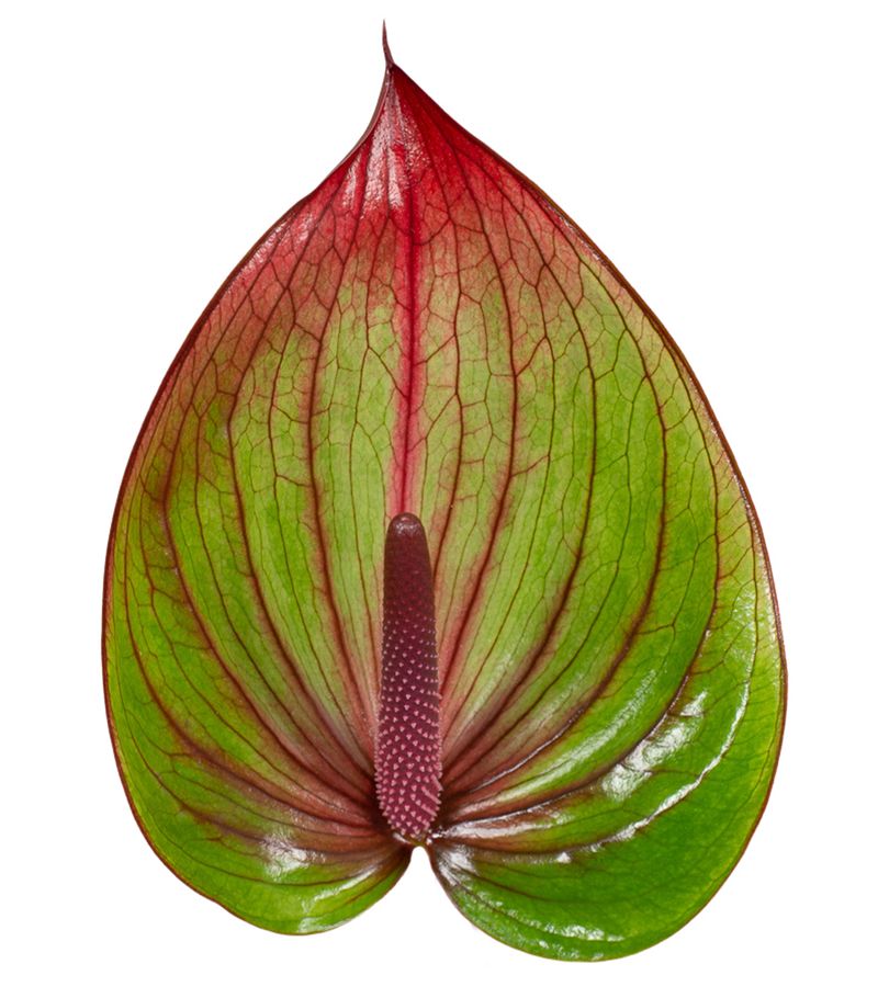 Premium Green Pink Anthurium Flower seeds for Planting Colorful Display, Heirloom & GMO Free Seeds for Home Garden seeds