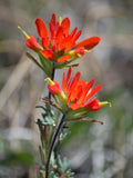 Castilleja Flower seeds for Planting Seasonal Bloomer, Heirloom & GMO Free Seeds for Home Garden seeds for planting