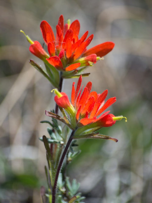 Castilleja Flower seeds for Planting Seasonal Bloomer, Heirloom & GMO Free Seeds for Home Garden seeds for planting