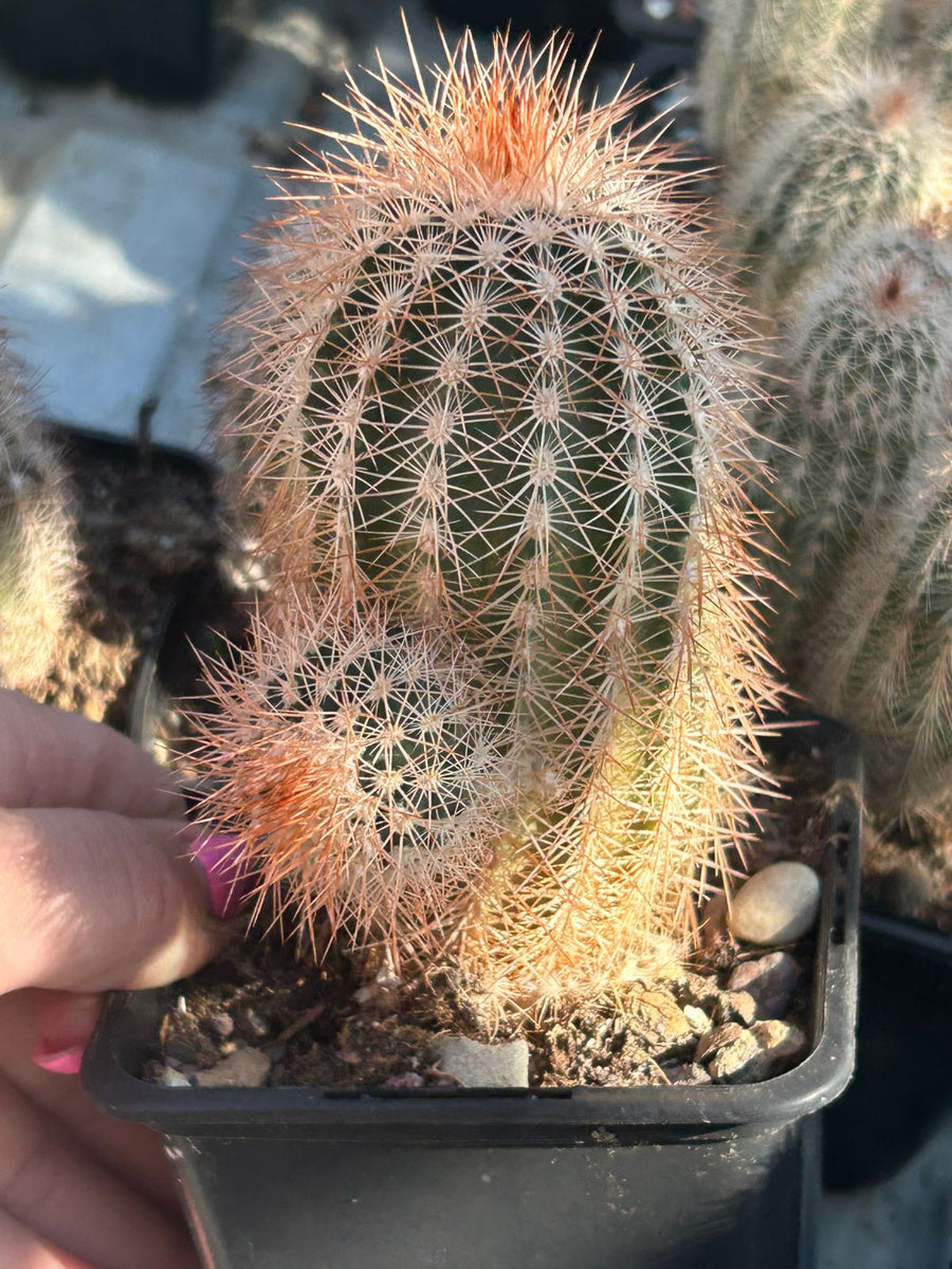 Premium Red Echinocereus Russanthus Flower seeds for Planting Premium Quality, Heirloom & GMO Free Seeds for Home Garden seeds