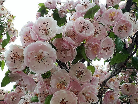 English Hawthorn Tree Seeds – Crataegus laevigata Non-GMO Edible Fruit Tree