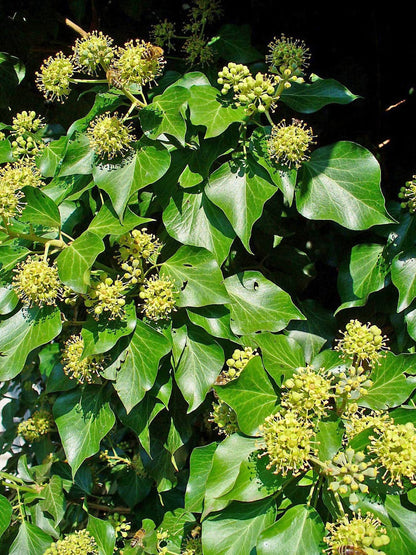 Ivy Flower seeds for Planting Premium Quality Heirloom & GMO Free Seeds for Home Garden