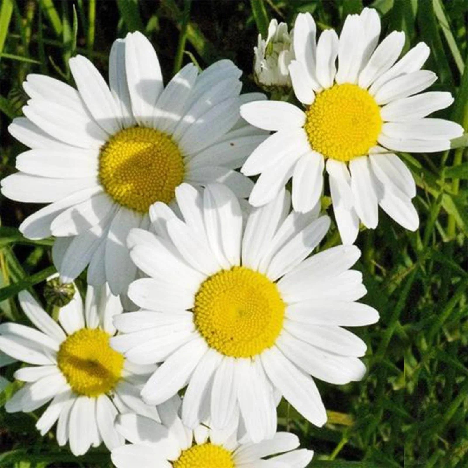 White Leucanthemum Flower seeds for Planting Drought Tolerant, Heirloom & GMO Free Seeds for Home Garden vegetable and garden seeds