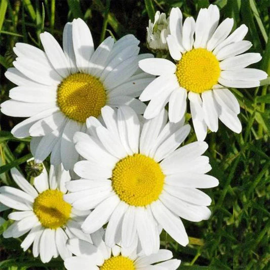 White Paludosum Flower seeds for Planting Cut Flower Favorite, Heirloom & GMO Free Seeds for Home Garden seeds for planting