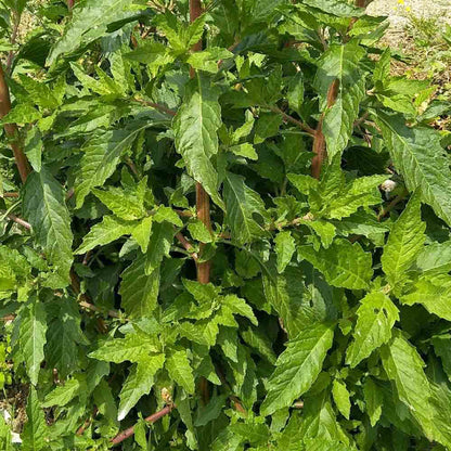 Young Epazote Seedlings Growing in Containers