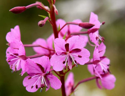 Epilobium Angustifolium Flower seeds for Planting Cottage Garden Essential Heirloom & GMO Free Seeds for Home Garden